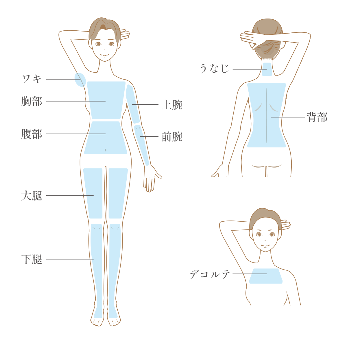 脱毛範囲のイラスト